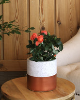 Orange flowered rose plant